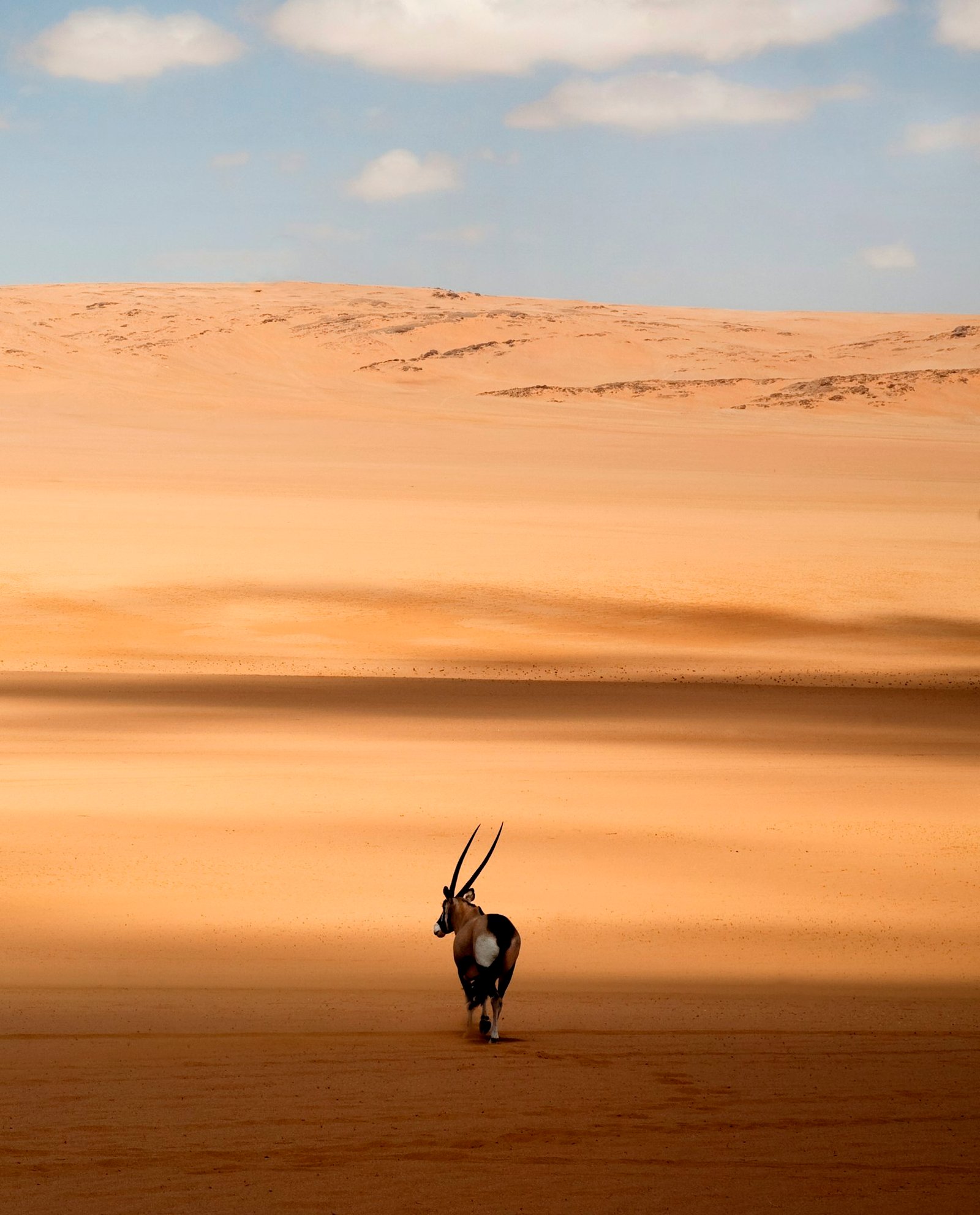 Rear view of oryx standing in the African desert.